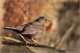 <p>KOS ČERNÝ (Turdus merula) /Common blackbird - Amsel/</p>